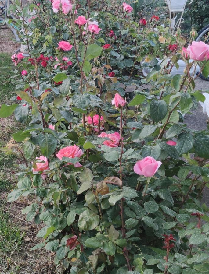 La Casa Delle Rose 1 Villa Giba Luaran gambar