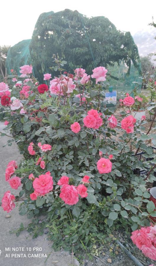 La Casa Delle Rose 1 Villa Giba Luaran gambar
